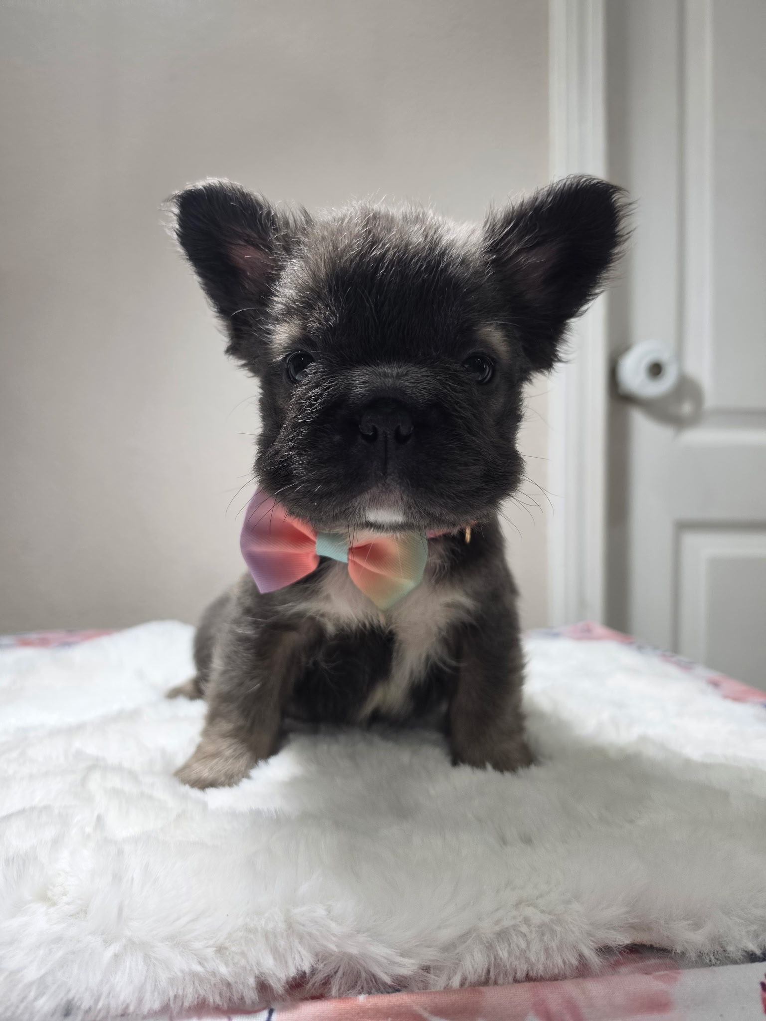 Fawn/Sable Fluffy French Bulldog puppy