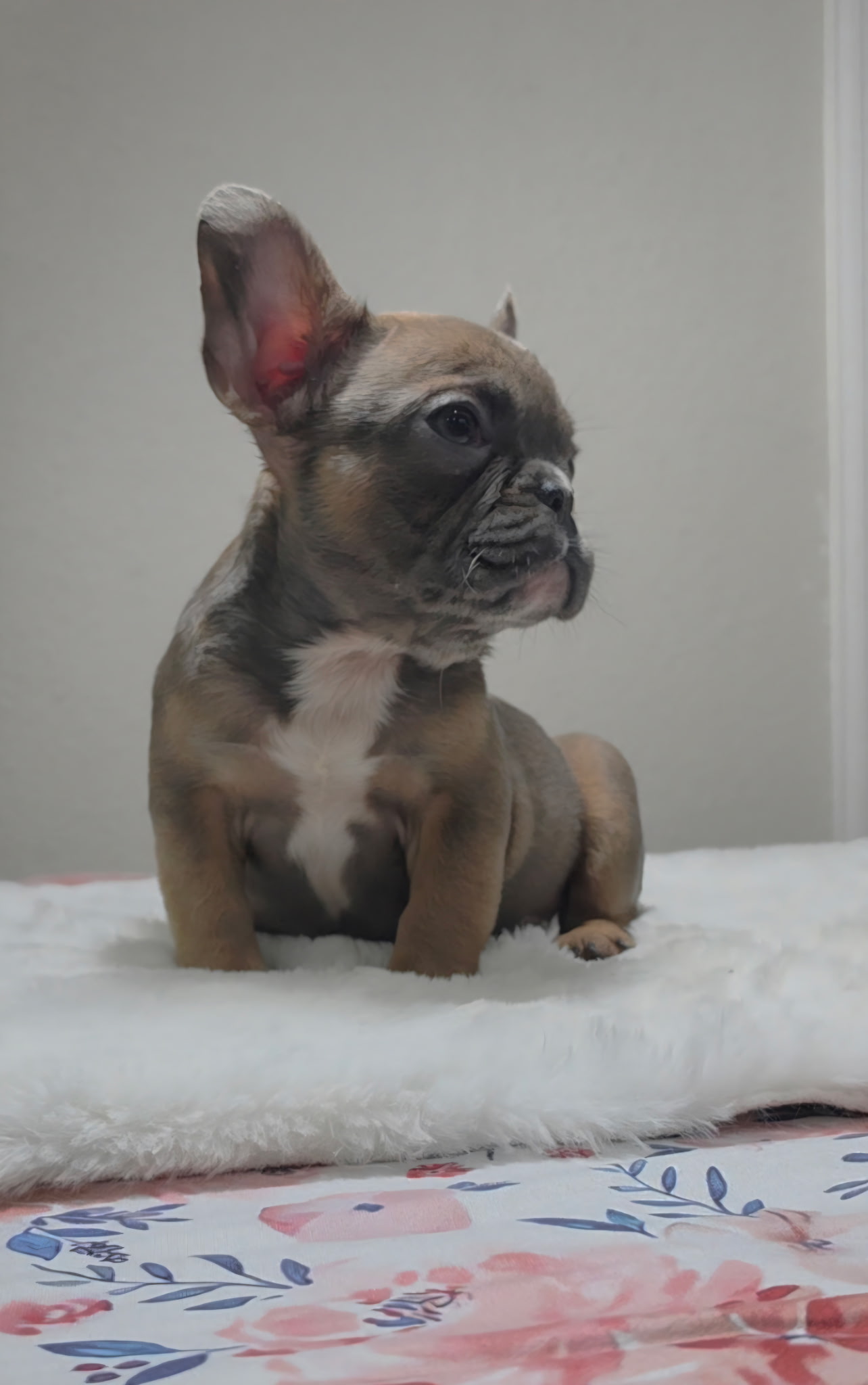 Blue Fawn French Bulldog puppy