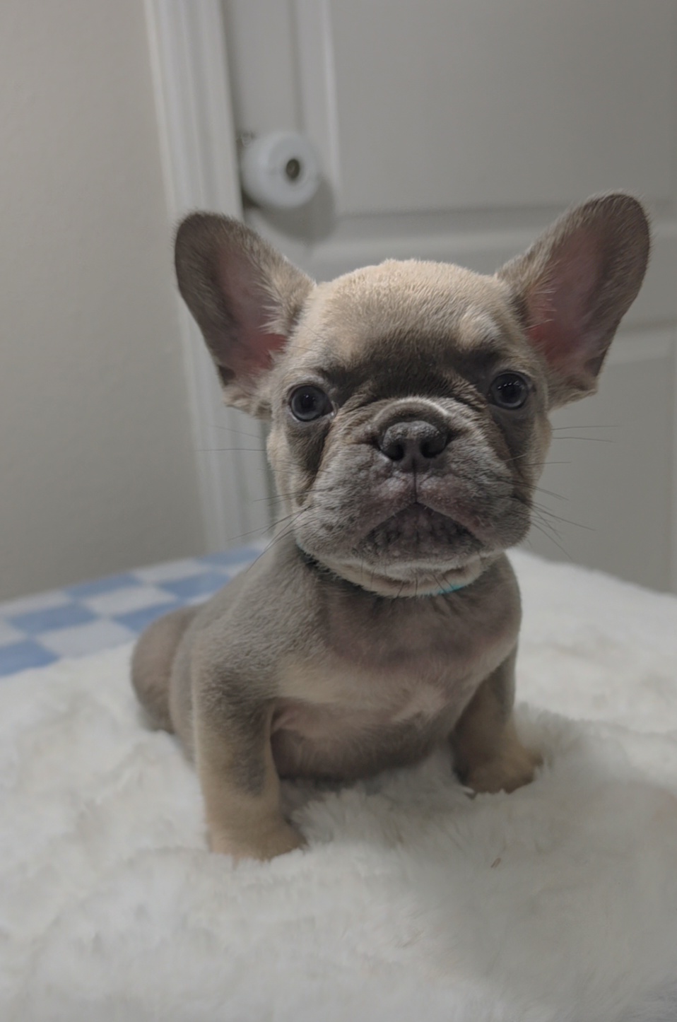 Blue Fawn French Bulldog puppy