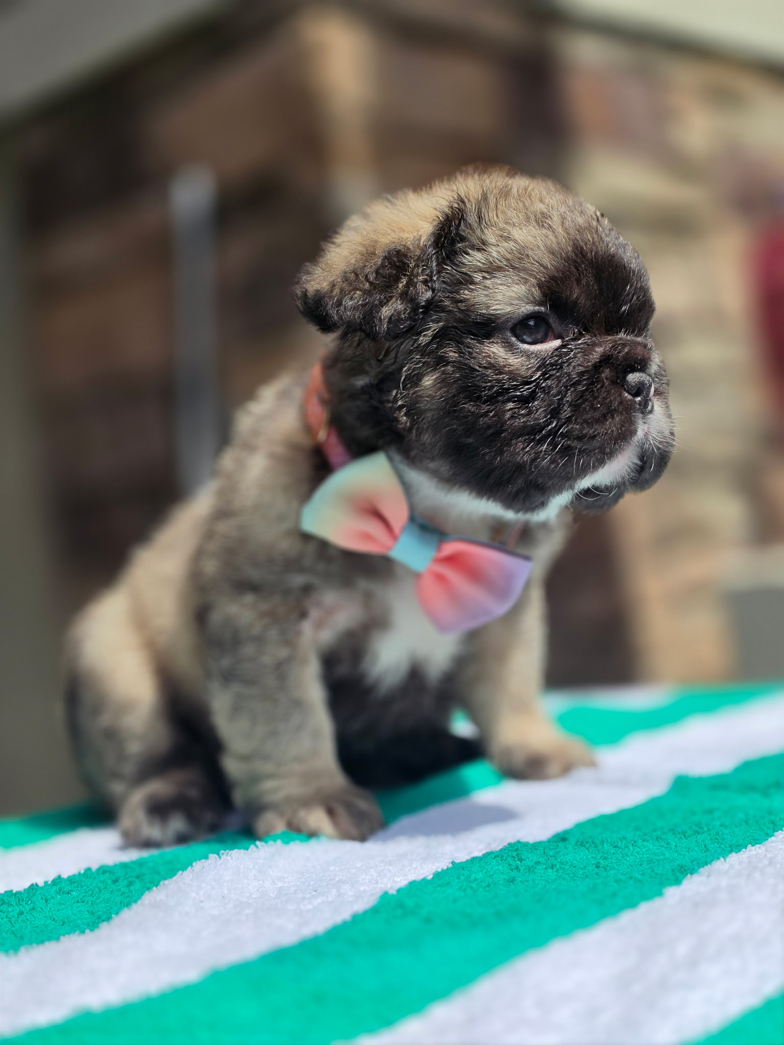 Fawn/Sable Fluffy French Bulldog puppy