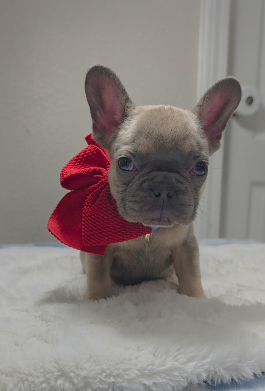 Blue Fawn French Bulldog puppy