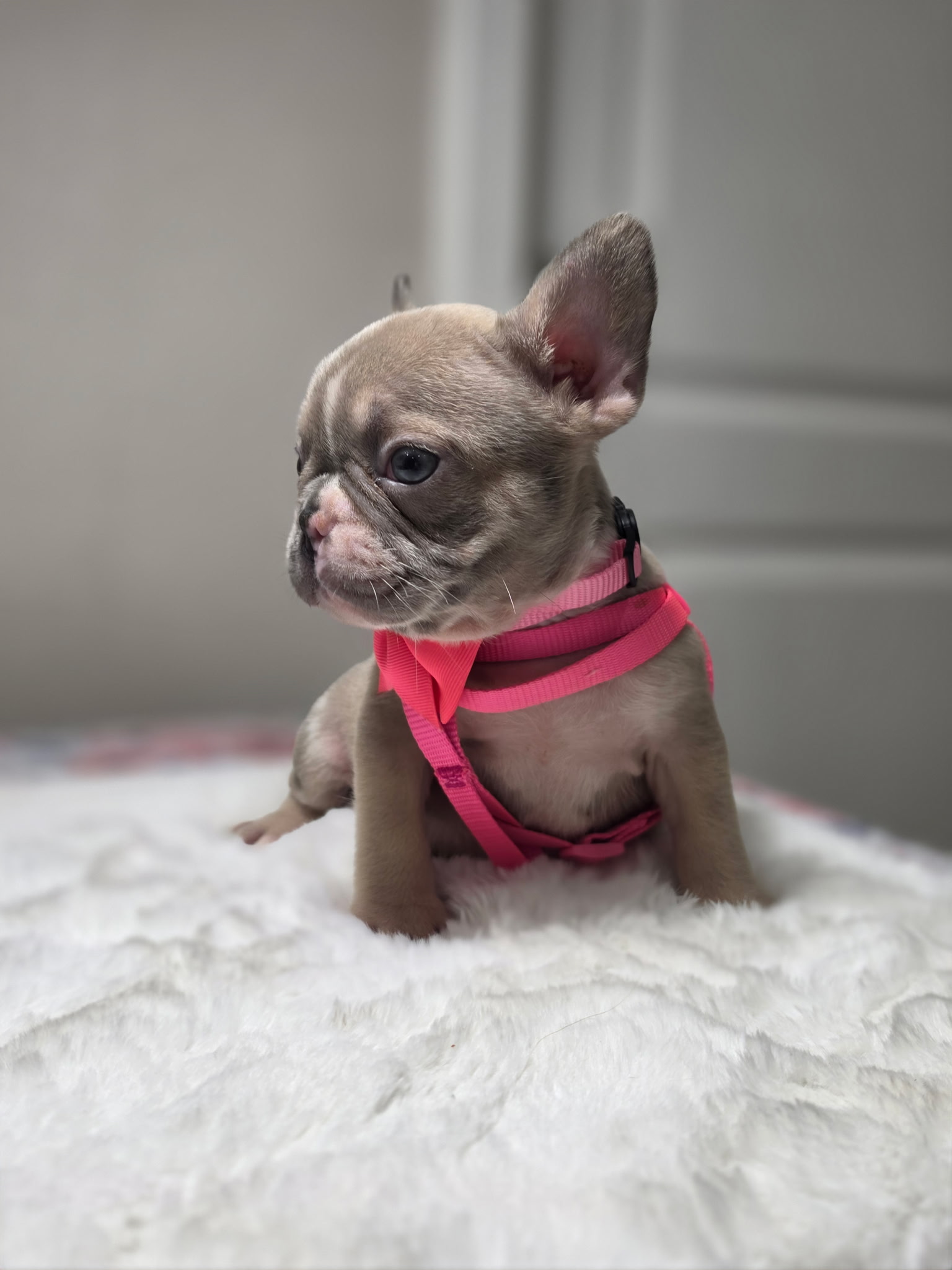 Lilac Fawn Merle French Bulldog puppy
