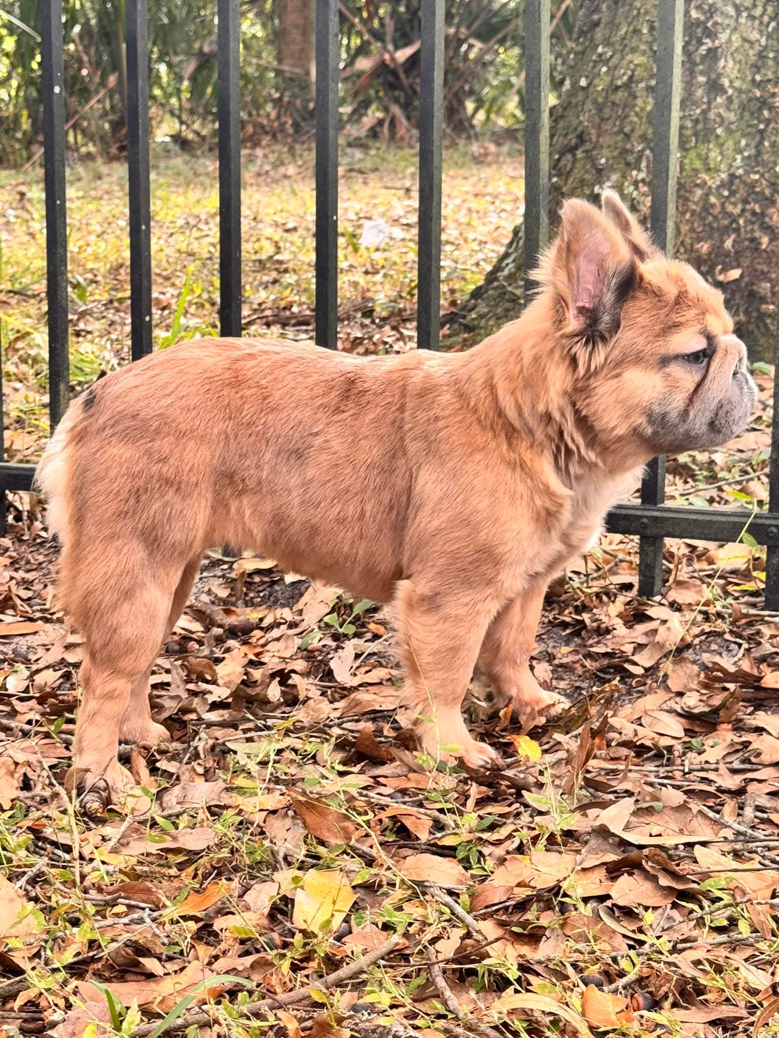 Full Fluffy Blue Fawn French Bulldog adult