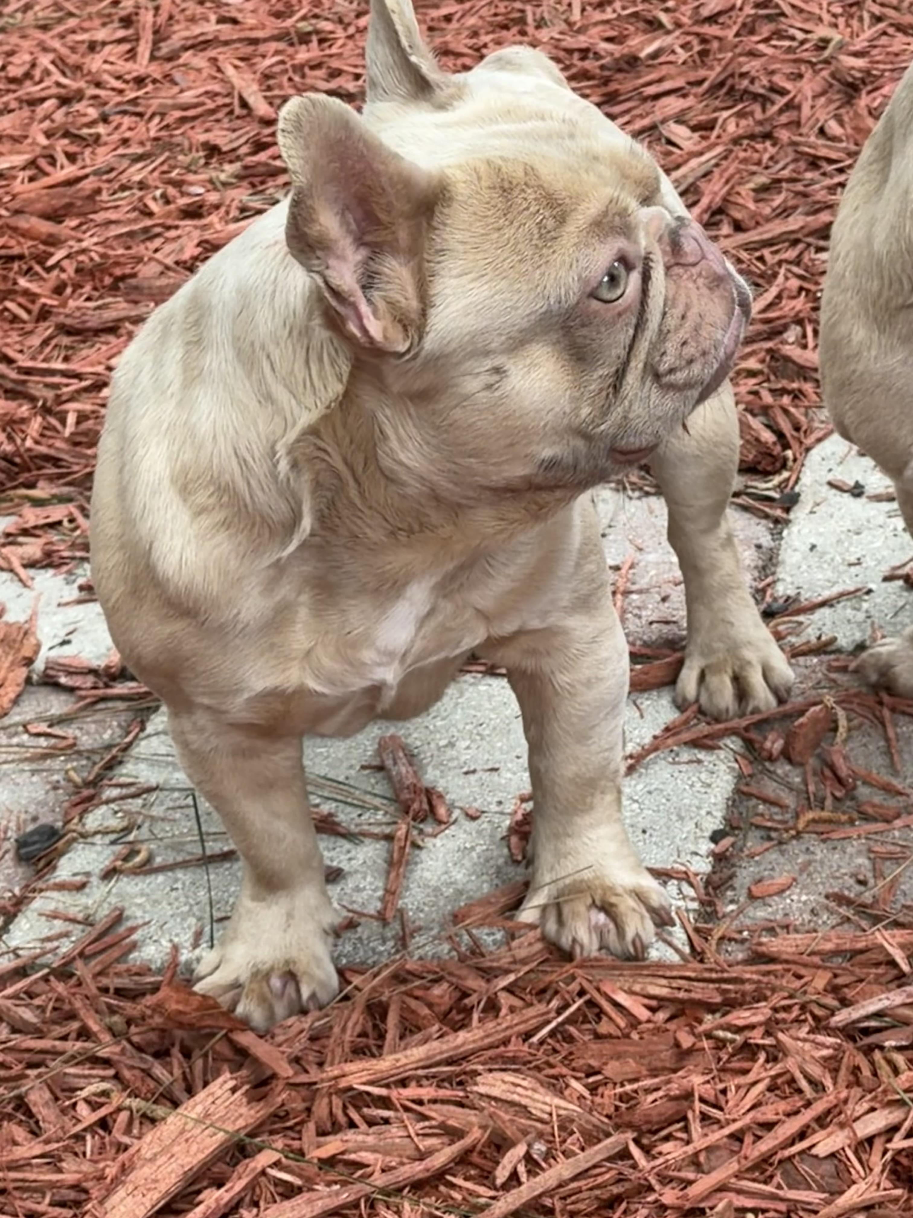 Isabella French Bulldog adult