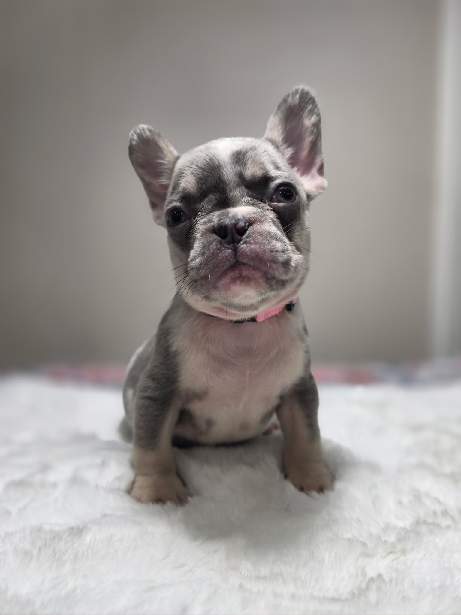 Lilac Merle French Bulldog puppy