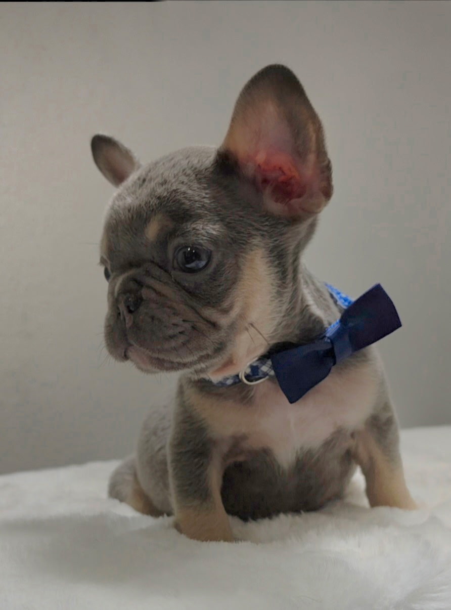 Lilac Tan French Bulldog puppy